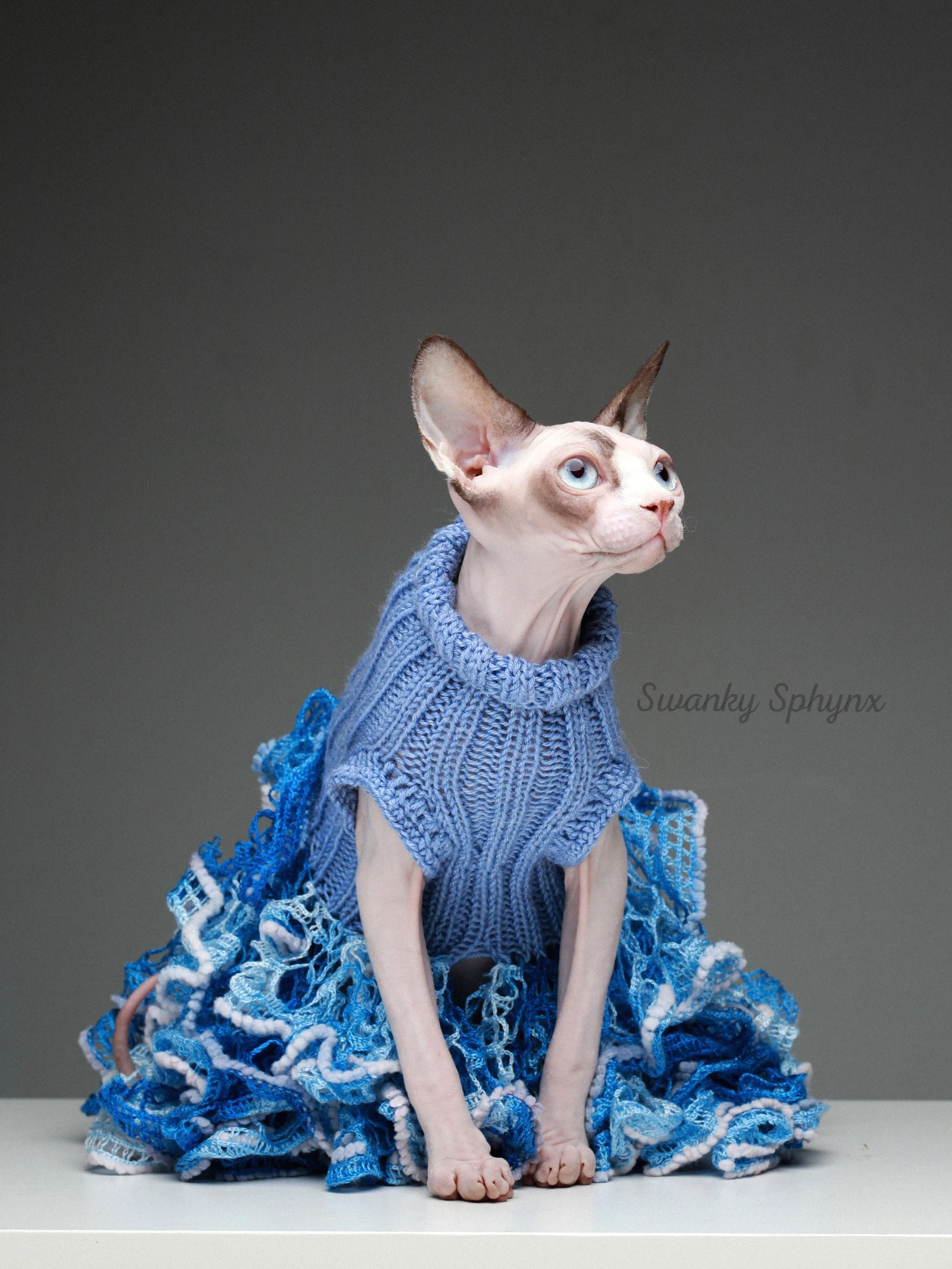 Swanky Sphynx Cat