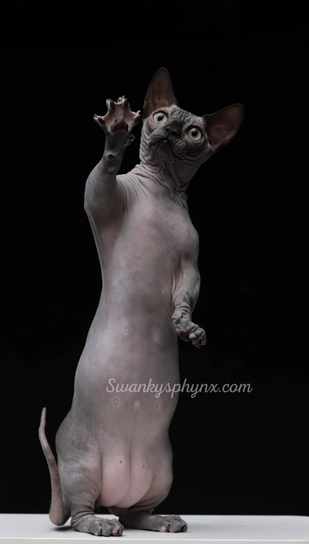 Swanky Sphynx Cat